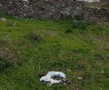 Σίκινος: Δολοφονημένες με φόλες 20 γάτες στην Αλοπρόνοια
