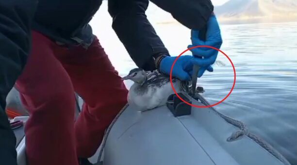 Έσωσαν υδρόβιο πουλί (Σκουφοβουτηχτάρι) που παγιδεύτηκε σε πετονιές στη Λίμνη Καστοριάς (βίντεο)