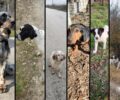 Βρήκαν 9 κουτάβια και 5 ενήλικα κυνηγόσκυλα πεταμένα μέσα σε πέντε μέρες σε χωριά της Καρδίτσας