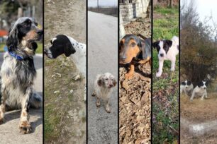 Βρήκαν 9 κουτάβια και 5 ενήλικα κυνηγόσκυλα πεταμένα μέσα σε πέντε μέρες σε χωριά της Καρδίτσας