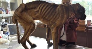 Ολοένα και πιο συγκλονιστικές οι φωτογραφίες από τα εξαθλιωμένα σκυλιά στα κυνοκομεία Σπάρτης (βίντεο)