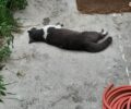 Τουλάχιστον τρεις γάτες δηλητηριασμένες με φόλες στον Ταύρο Αττικής