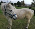Ζεφύρι Αττικής: Κατασχέθηκαν άλογα που ήταν μονίμως δεμένα χωρίς τροφή, νερό, σκέπαστρο