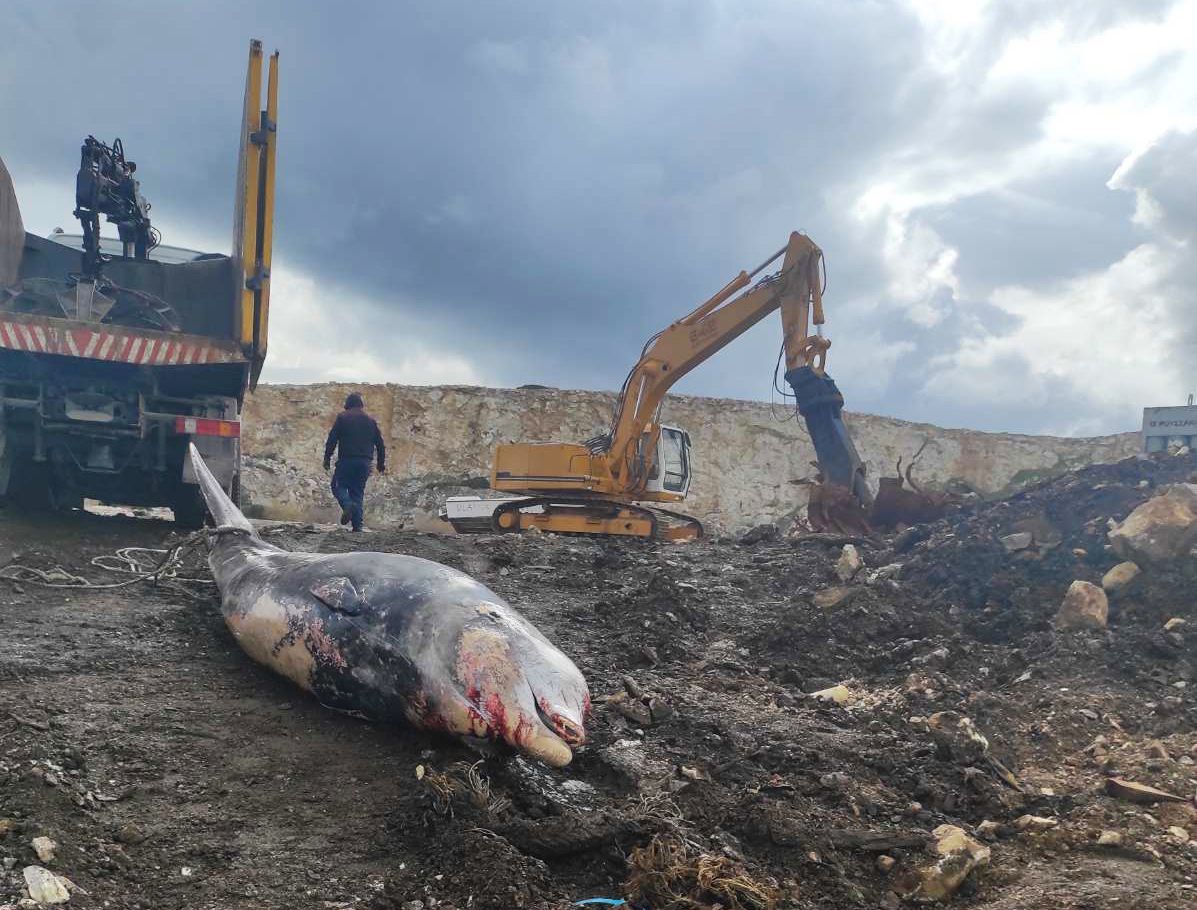 Τι έδειξαν τα αποτελέσματα της νεκροψίας του Ζιφιού που πέθανε στη Σαλαμίνα