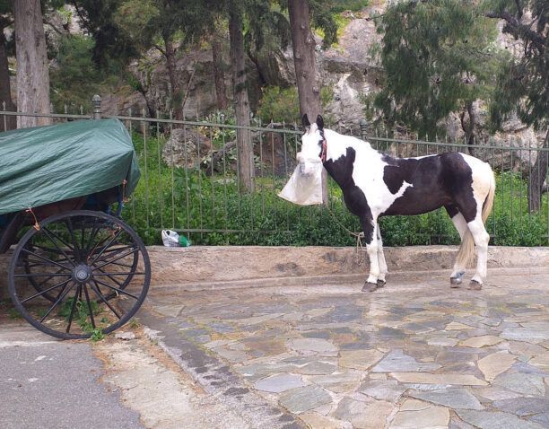 Αμαξάς κακοποιεί άλογο αφήνοντας το δεμένο και εκτεθειμένο στον χιονιά κάτω από την Ακρόπολη