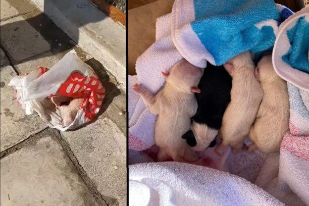 Βρήκαν 4 νεογέννητα κουτάβια σε κάδο σκουπιδιών στους Αμπελόκηπους Θεσσαλονίκης (βίντεο)