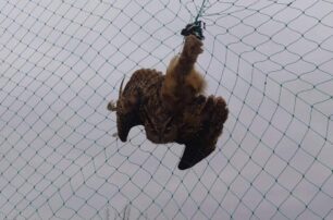 Μπούφος τραυματισμένος από δόκανο και παγιδευμένος σε δίχτυ στην Ανδρομάχη Πιερίας