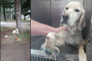 Μεταφέρθηκε σε κτηνιατρείο ο άρρωστος και με σπασμένο πόδι σκύλος που περιφερόταν στην Άσσηρο Θεσσαλονίκης (βίντεο)