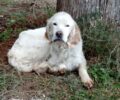 Έκκληση για την περίθαλψη σκελετωμένου σκύλου με σπασμένο πόδι στην Άσσηρο Θεσσαλονίκης