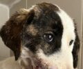Αστακός Αιτωλοακαρνανίας: Κυνηγός πυροβόλησε σκύλο στο κεφάλι – Έγινε ευθανασία στο ζώο για να γλυτώσει απ’ τους πόνους (βίντεο)