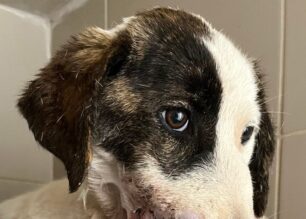 Αστακός Αιτωλοακαρνανίας: Κυνηγός πυροβόλησε σκύλο στο κεφάλι – Έγινε ευθανασία στο ζώο για να γλυτώσει απ’ τους πόνους (βίντεο)
