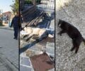 Άβδηρα Ξάνθης: Σκυλιά και γάτα δολοφονήθηκαν με φόλες