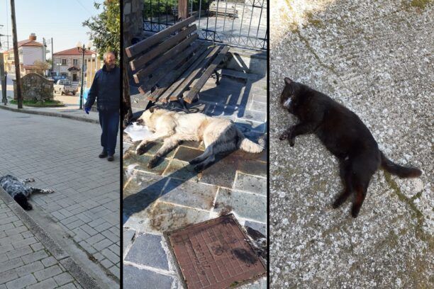 Άβδηρα Ξάνθης: Σκυλιά και γάτα δολοφονήθηκαν με φόλες