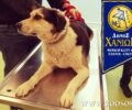 Καταγγέλλουν τον Δήμο Χανίων για παράνομες ευθανασίες σκυλιών με συνοπτικές διαδικασίες