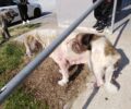 Έκκληση για περίθαλψη άρρωστων αδέσποτων σκυλιών που ζουν στα διόδια Ανάληψης της Εγνατίας Οδού