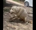 Επανομή Θεσσαλονίκης: Βρήκε σκύλο δεμένο σε κολώνα αφημένο να πεθάνει σε απόμερη περιοχή (βίντεο)