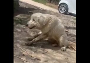 Επανομή Θεσσαλονίκης: Βρήκε σκύλο δεμένο σε κολώνα αφημένο να πεθάνει σε απόμερη περιοχή (βίντεο)