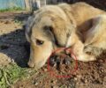 Ευκαρπία Θεσσαλονίκης: Αδιάφορη η στάση αστυνομικών για τον αλυσοδεμένο σκύλο και τα νεκρά κουτάβια του (βίντεο)