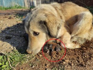 Ευκαρπία Θεσσαλονίκης: Αδιάφορη η στάση αστυνομικών για τον αλυσοδεμένο σκύλο και τα νεκρά κουτάβια του (βίντεο)