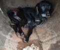 Γαργαλιάνοι Μεσσηνίας: Κυνηγός άφηνε τον αλυσοδεμένο σκύλο του να υποφέρει σοβαρά τραυματισμένος (βίντεο)