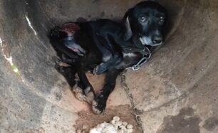 Γαργαλιάνοι Μεσσηνίας: Κυνηγός άφηνε τον αλυσοδεμένο σκύλο του να υποφέρει σοβαρά τραυματισμένος (βίντεο)