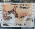 Αθήνα: Χάθηκε αρσενική γάτα στα Εξάρχεια