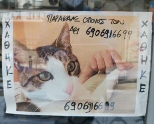 Αθήνα: Χάθηκε αρσενική γάτα στα Εξάρχεια