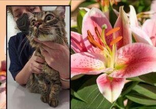 Θανατηφόροι για τις γάτες οι κρίνοι Λίλιουμ καθώς παθαίνουν τοξίκωση αν φάνε, γλείψουν το λουλούδι