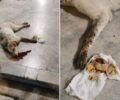 Καλαμάτα Μεσσηνίας: Δολοφόνησε σκύλο δίνοντας του σουβλάκι - φόλα