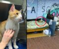 Χρειάζεται σπιτικό γάτος που ζούσε άστεγος σε υπόγεια διάβαση στην Καλλιθέα Αττικής (βίντεο)