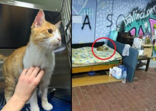 Χρειάζεται σπιτικό γάτος που ζούσε άστεγος σε υπόγεια διάβαση στην Καλλιθέα Αττικής (βίντεο)