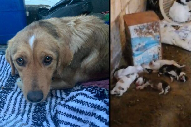 Καναλάκι Πρέβεζας: Συνελήφθη ηλικιωμένος κτηνοτρόφος που σκότωσε τα κουτάβια της σκυλίτσας του