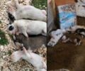 Καναλάκι Πρέβεζας: Σκότωσε τα κουτάβια γιατί έτσι κάνουν όλοι! – Ακόμα 4 σκυλιά σε άθλιες συνθήκες στον στάβλο του (βίντεο)