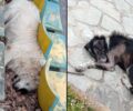 Κανάλια Μαγνησίας: Συστηματικά δολοφονούν ζώα με φόλες