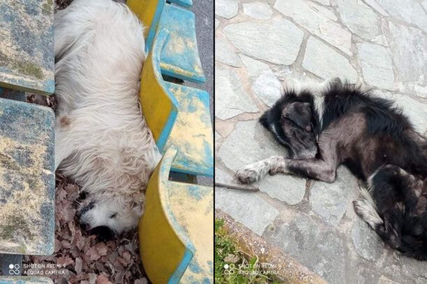 Κανάλια Μαγνησίας: Συστηματικά δολοφονούν ζώα με φόλες