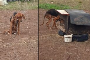 Καρδιά Κοζάνης: Είχε τα σκυλιά του αλυσοδεμένα και σκελετωμένα - Το ένα σχεδόν ετοιμοθάνατο (βίντεο)