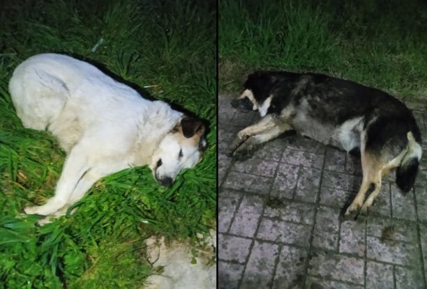 Καρδίτσα: Τέσσερα σκυλιά δολοφονημένα με φόλες στις Φοιτητικές Εστίες