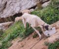 Κάρπαθος: Έσωσαν σκύλο που βασάνιζε ο ιδιοκτήτης του στο χωριό Σπόα
