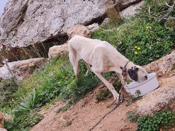 Κάρπαθος: Έσωσαν σκύλο που βασάνιζε ο ιδιοκτήτης του στο χωριό Σπόα