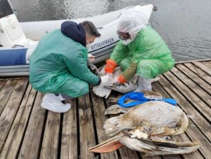 Μαζεύουν νεκρούς κύκνους από τη λίμνη Καστοριάς – Η γρίπη των πτηνών η αιτία θανάτου τους (βίντεο)