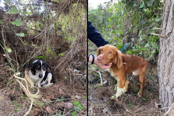 Έδεσε και εγκατάλειψε 2 σκυλιά στο δάσος της παραλίας στο Κάτω Σαμικό Ηλείας (βίντεο)