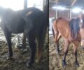 Κόμμα Φθιώτιδας: Κατήγγειλαν άνδρα που κακοποιούσε άλογα και σκύλο – Τα ζώα αφαιρέθηκαν οριστικά με εισαγγελική εντολή