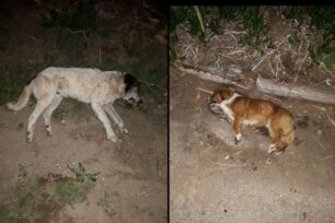Κυπαρισσία Μεσσηνίας: Με φόλες δολοφόνησε σκυλιά στην παραλία Καλό Νερό (βίντεο)