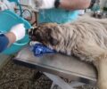Κυπαρισσία Μεσσηνίας: Και τέταρτο σκυλί δηλητηριασμένο με φόλα στο Καλό Νερό (βίντεο)
