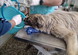 Κυπαρισσία Μεσσηνίας: Και τέταρτο σκυλί δηλητηριασμένο με φόλα στο Καλό Νερό (βίντεο)