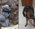 Μετά από δύο μήνες εντατικής φροντίδας σκύλος που βρέθηκε εξαθλιωμένος στον Λαγκαδά Θεσσαλονίκης τα κατάφερε (βίντεο)