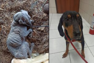 Μετά από δύο μήνες εντατικής φροντίδας σκύλος που βρέθηκε εξαθλιωμένος στον Λαγκαδά Θεσσαλονίκης τα κατάφερε (βίντεο)
