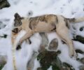 Με φόλες δολοφόνησε σκυλιά στο Λεοντάρι Καρδίτσας
