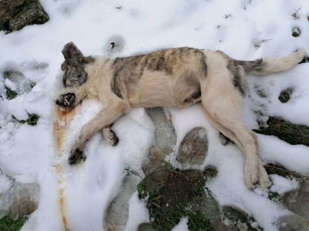 Με φόλες δολοφόνησε σκυλιά στο Λεοντάρι Καρδίτσας