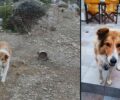 30-6-2023 η δίκη του κτηνοτρόφου που βασάνιζε τον σκύλο του στη Λέρο